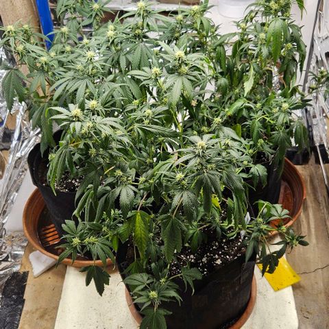 Original Ak47 growlog timeline photo