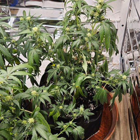 Original Ak47 growlog timeline photo