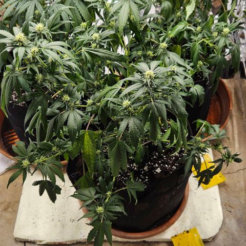 Original Ak47 growlog timeline photo