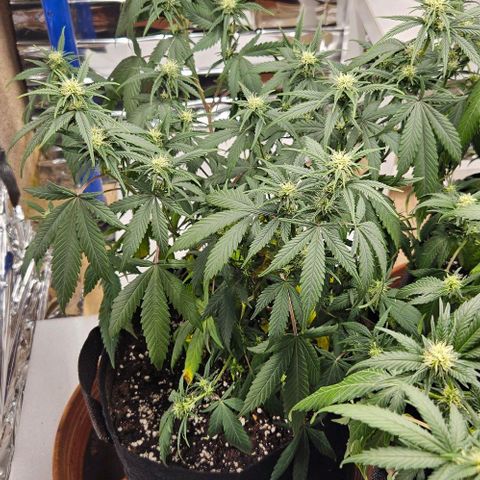 Original Ak47 growlog timeline photo