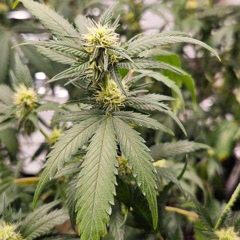 Original Ak47 growlog timeline photo