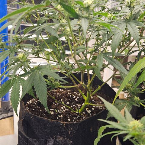 Original Ak47 growlog timeline photo
