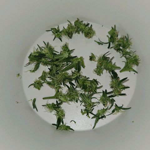 Original Ak47 growlog timeline photo