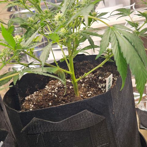Original Ak47 growlog timeline photo