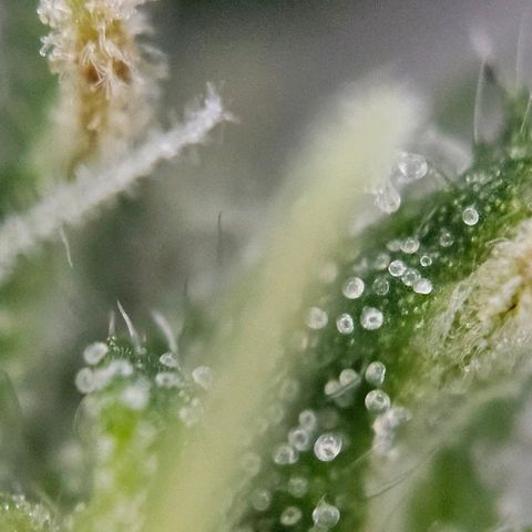 Original Ak47 growlog timeline photo