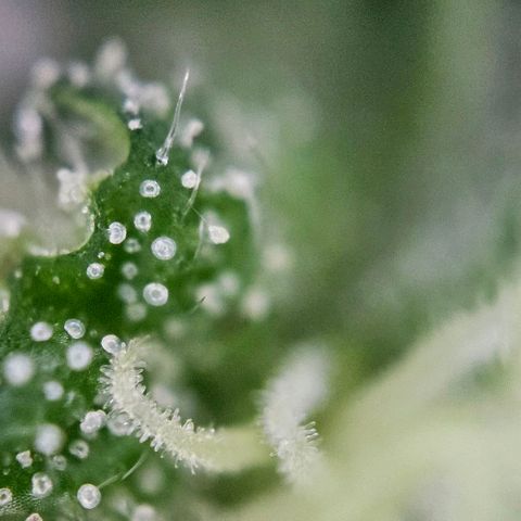 Original Ak47 growlog timeline photo