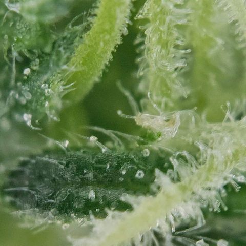 Original Ak47 growlog timeline photo