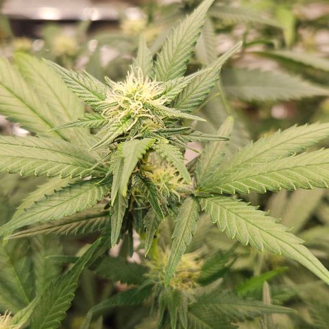 Original Ak47 growlog timeline photo