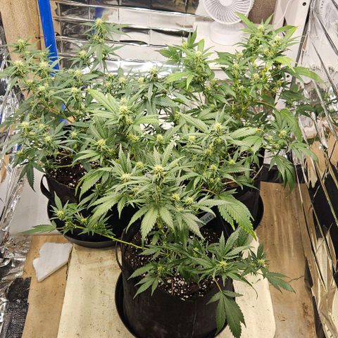 Original Ak47 growlog timeline photo
