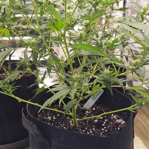 Original Ak47 growlog timeline photo