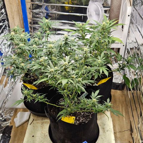 Original Ak47 growlog timeline photo