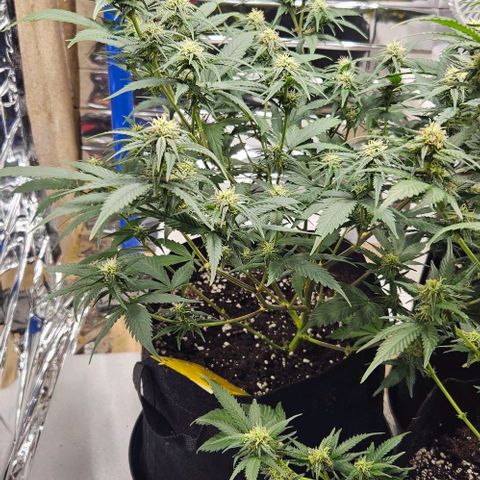 Original Ak47 growlog timeline photo
