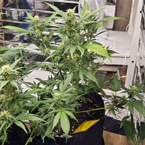 Original Ak47 growlog timeline photo