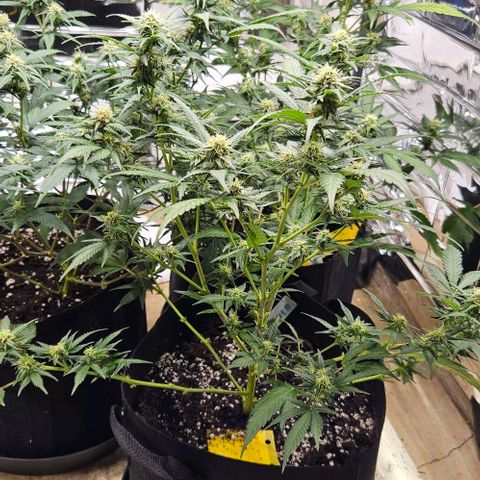 Original Ak47 growlog timeline photo
