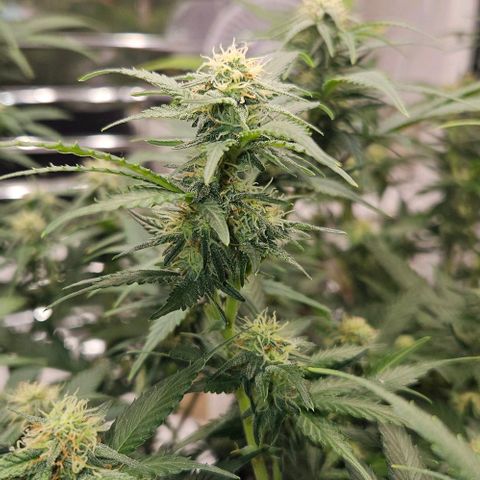 Original Ak47 growlog timeline photo