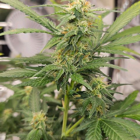 Original Ak47 growlog timeline photo