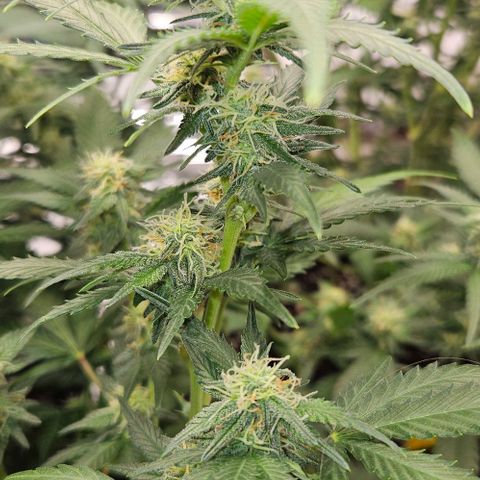 Original Ak47 growlog timeline photo