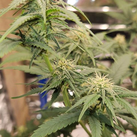 Original Ak47 growlog timeline photo