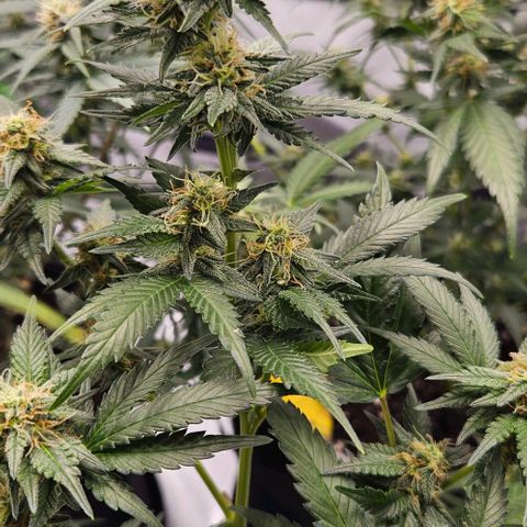 Original Ak47 growlog timeline photo