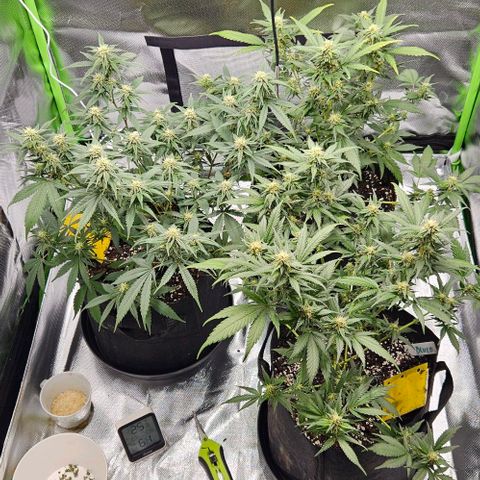 Original Ak47 growlog timeline photo