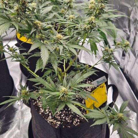 Original Ak47 growlog timeline photo