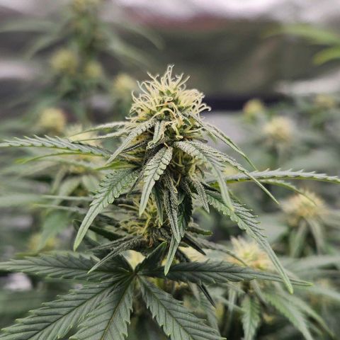 Original Ak47 growlog timeline photo