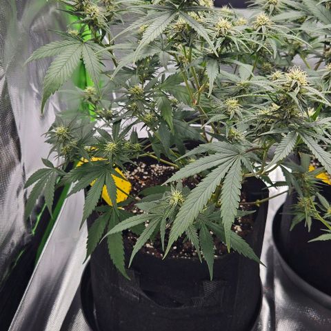Original Ak47 growlog timeline photo