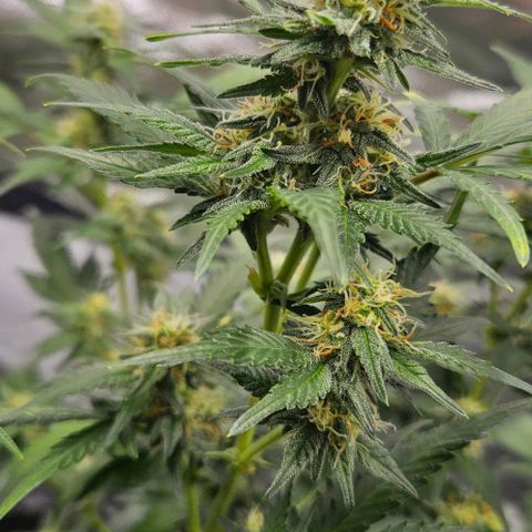 Original Ak47 growlog timeline photo