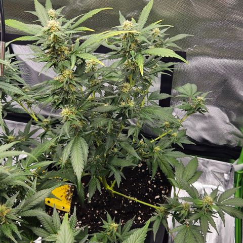 Original Ak47 growlog timeline photo