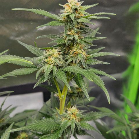 Original Ak47 growlog timeline photo