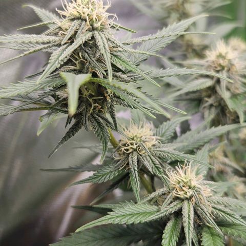 Original Ak47 growlog timeline photo