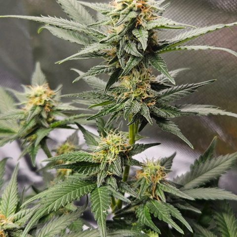 Original Ak47 growlog timeline photo