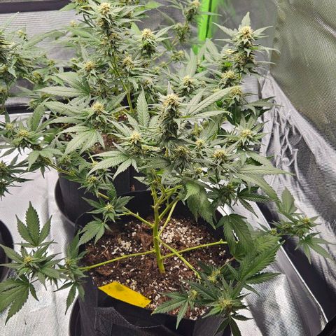 Original Ak47 growlog timeline photo