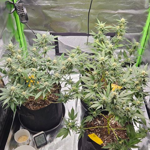 Original Ak47 growlog timeline photo