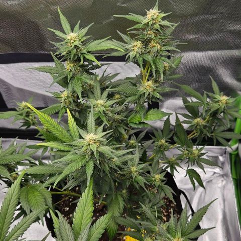 Original Ak47 growlog timeline photo