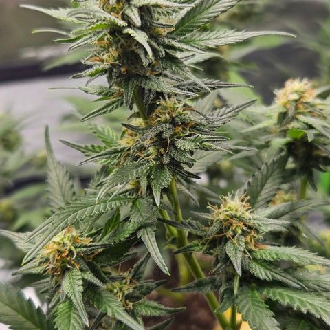 Original Ak47 growlog timeline photo