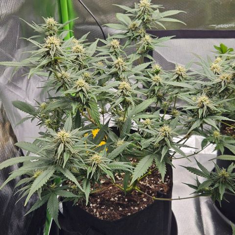 Original Ak47 growlog timeline photo