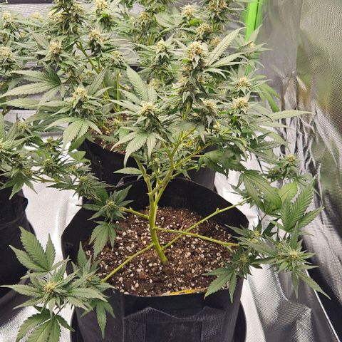 Original Ak47 growlog timeline photo
