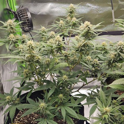 Original Ak47 growlog timeline photo