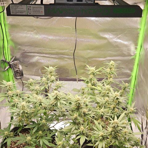 Original Ak47 growlog timeline photo