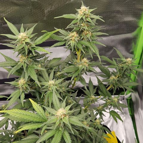 Original Ak47 growlog timeline photo