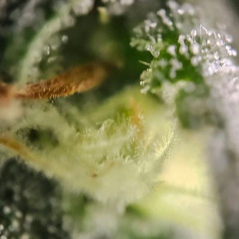 Original Ak47 growlog timeline photo