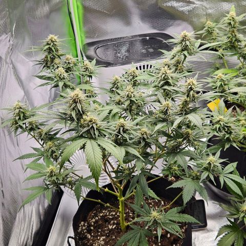 Original Ak47 growlog timeline photo