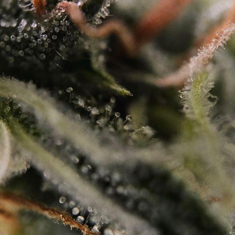 Original Ak47 growlog timeline photo