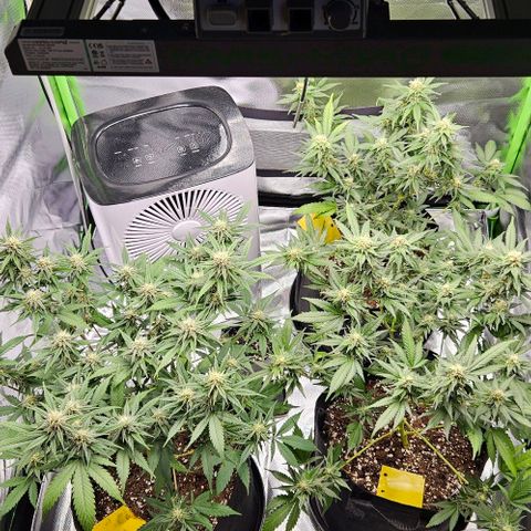 Original Ak47 growlog timeline photo