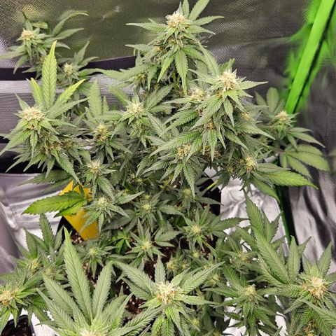 Original Ak47 growlog timeline photo