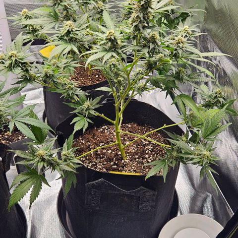 Original Ak47 growlog timeline photo