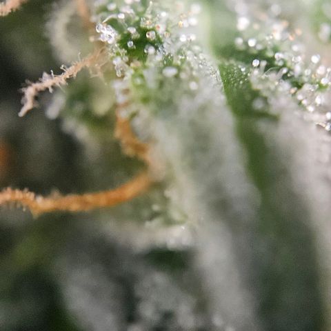 Original Ak47 growlog timeline photo