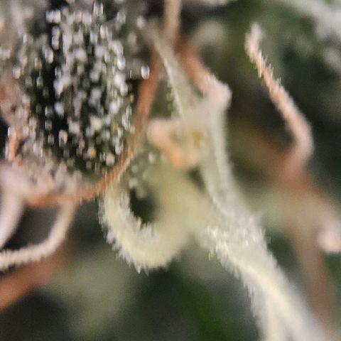 Original Ak47 growlog timeline photo