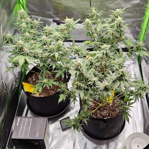 Original Ak47 growlog timeline photo